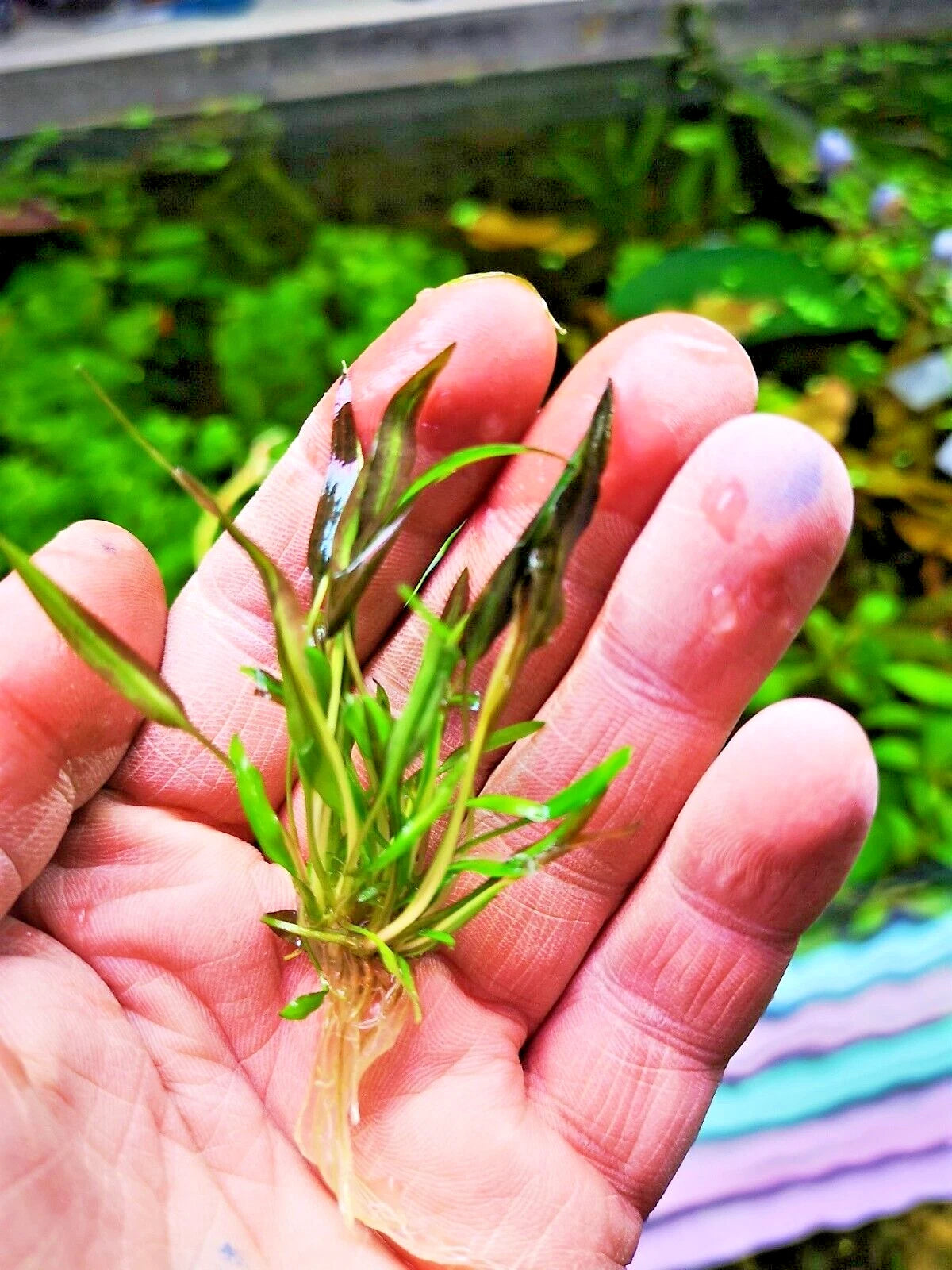 Cryptocoryne affinis Red in vitro Live Aquarium Plants Tropical Aquascaping