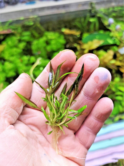 Cryptocoryne affinis Red in vitro Live Aquarium Plants Tropical Aquascaping