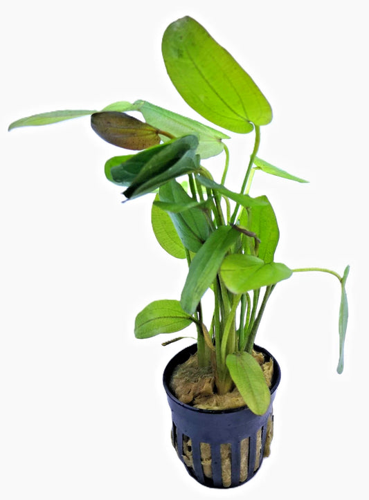 2 x Echinodorus Horizontalis Variegated Live Aquarium Plant 🌿 Rare Sword