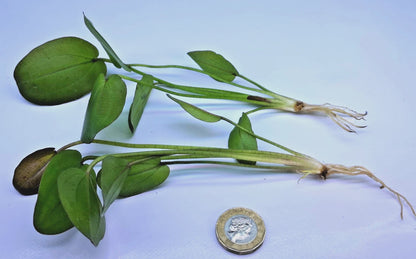 Echinodorus Horizontalis Variegated Live Aquarium Plant 🌿 Rare Sword