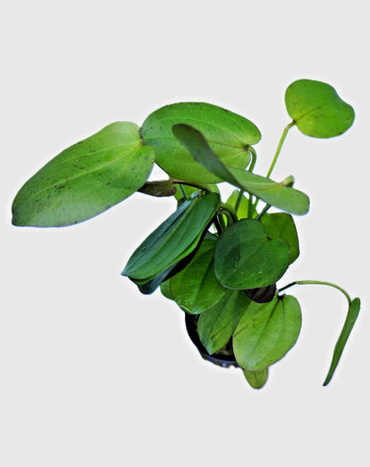Echinodorus Horizontalis Variegated Live Aquarium Plant 🌿 Rare Sword
