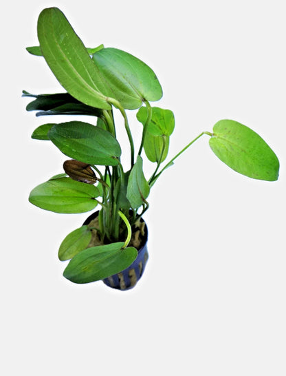 Echinodorus Horizontalis Variegated Live Aquarium Plant 🌿 Rare Sword