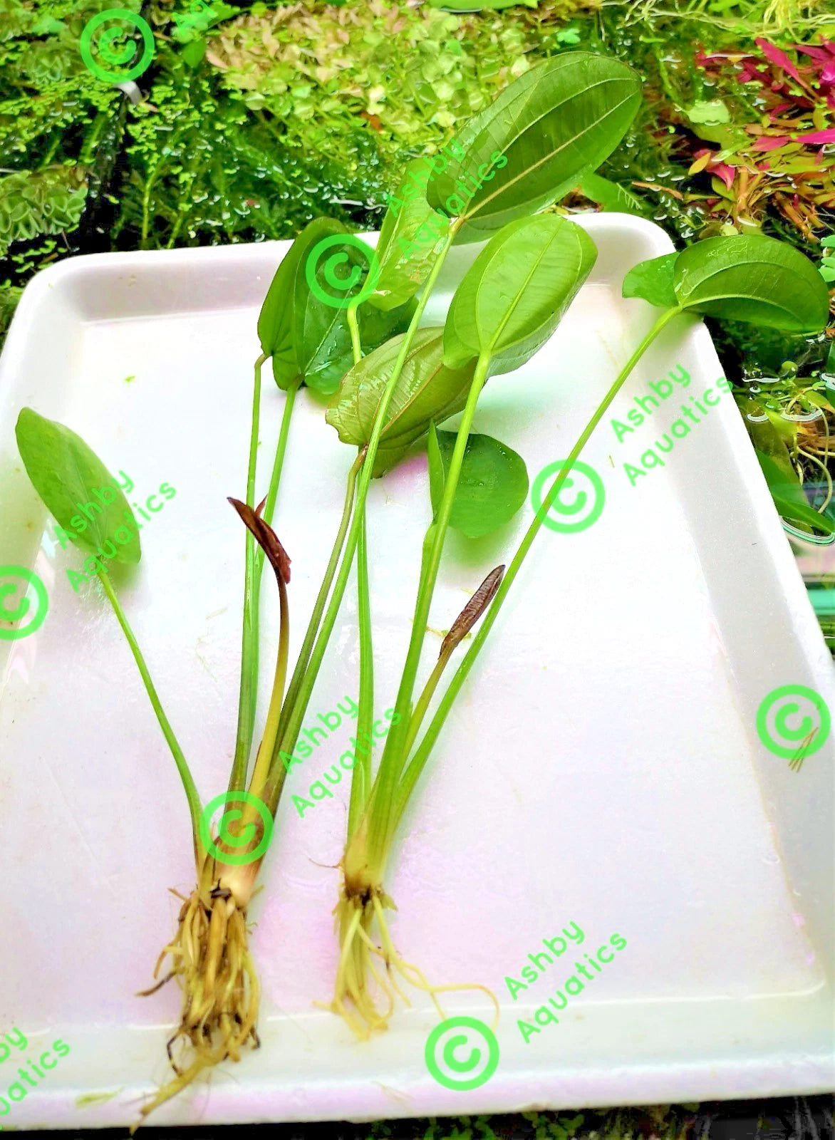 Echinodorus Horizontalis Variegated Live Aquarium Plant 🌿 Rare Sword