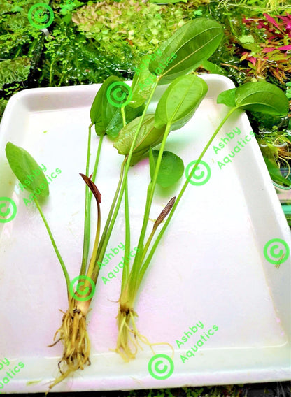 Echinodorus Horizontalis Variegated Live Aquarium Plant 🌿 Rare Sword