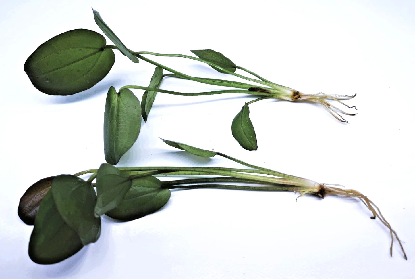 Echinodorus Horizontalis Variegated Live Aquarium Plant 🌿 Rare Sword