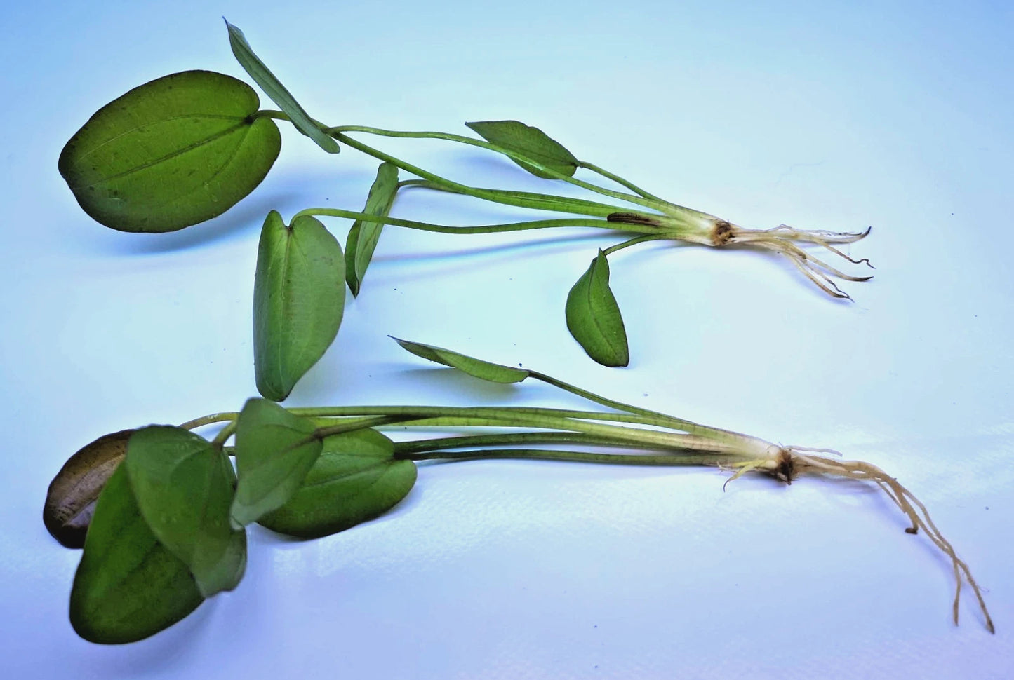 Echinodorus Horizontalis Variegated Live Aquarium Plant 🌿 Rare Sword