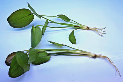 Echinodorus Horizontalis Variegated Live Aquarium Plant 🌿 Rare Sword