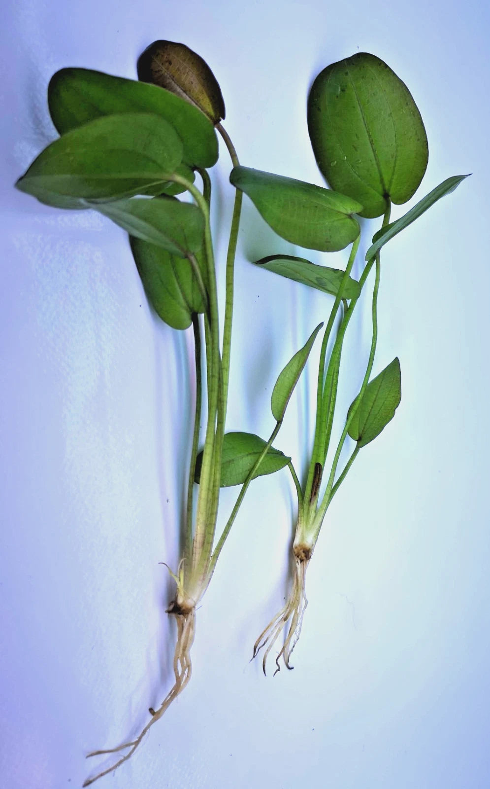 Echinodorus Horizontalis Variegated Live Aquarium Plant 🌿 Rare Sword