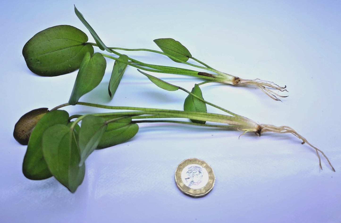 Echinodorus Horizontalis Variegated Live Aquarium Plant 🌿 Rare Sword