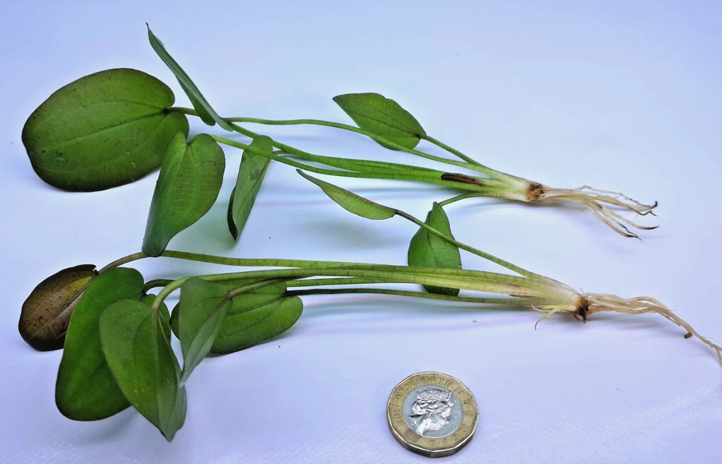 Echinodorus Horizontalis Variegated Live Aquarium Plant 🌿 Rare Sword