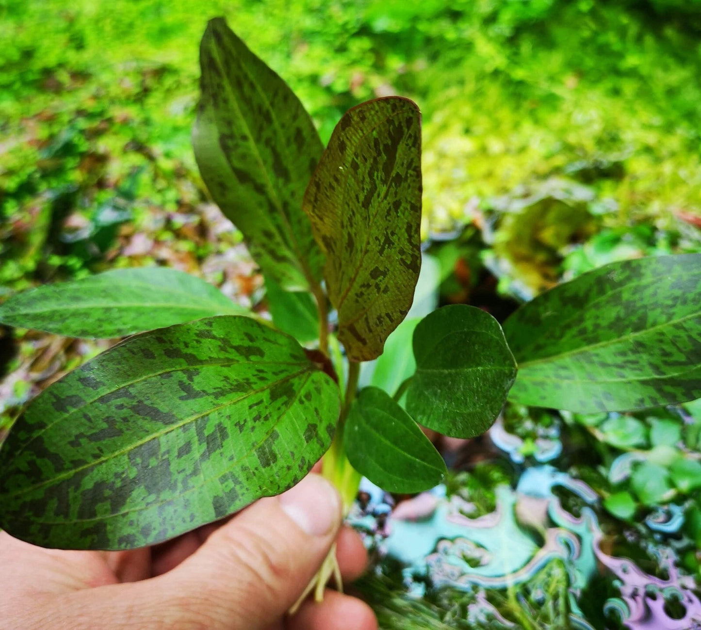 2 x Echinodorus OZELOT RED AMAZON SWORD Live Aquarium Plants