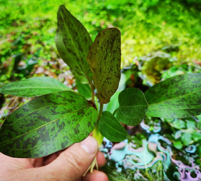 2 x Echinodorus OZELOT RED AMAZON SWORD Live Aquarium Plants