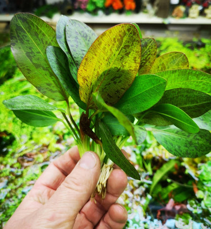 2 x Echinodorus OZELOT RED AMAZON SWORD Live Aquarium Plants