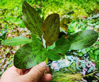 2 x Echinodorus OZELOT RED AMAZON SWORD Live Aquarium Plants