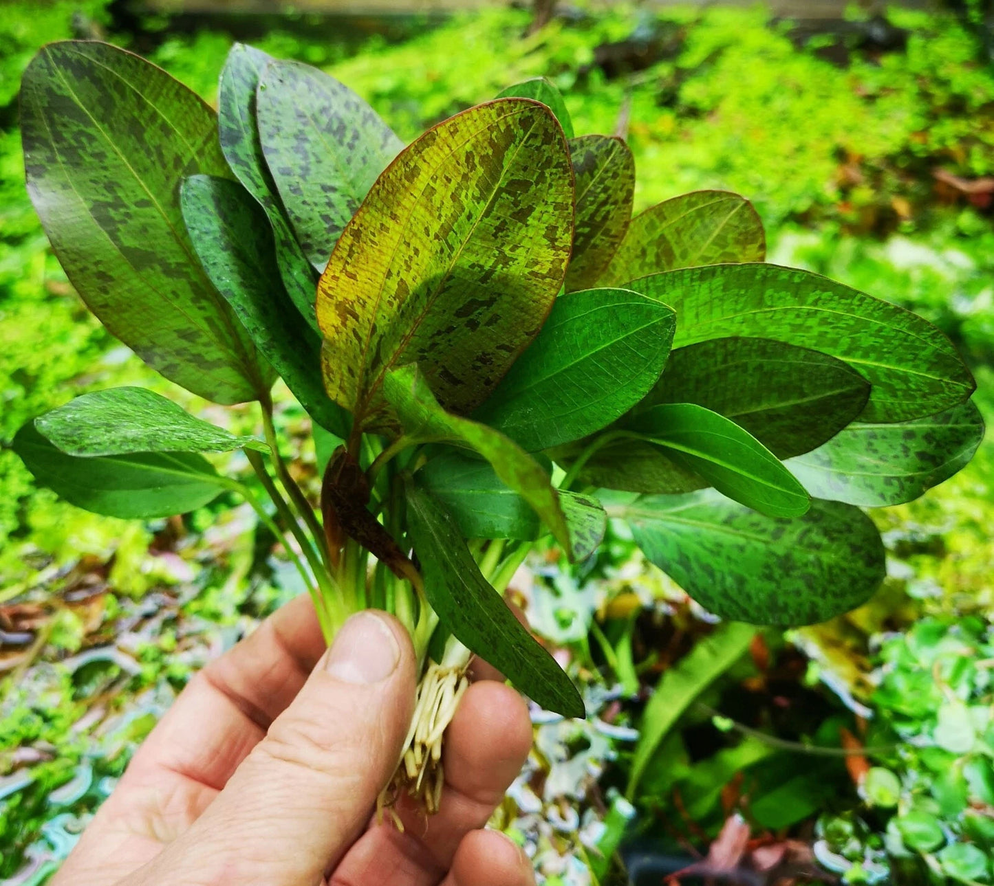 2 x Echinodorus OZELOT RED AMAZON SWORD Live Aquarium Plants