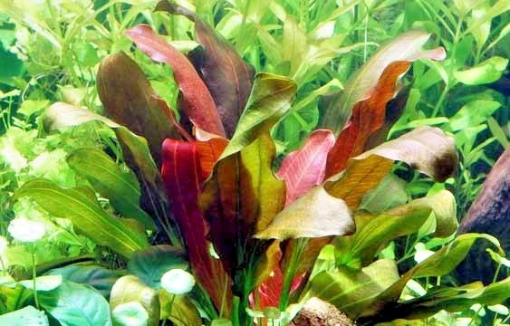 Echinodorus Rose Variegated Amazon Sword Live Aquarium Plant Fish Tank