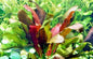 Echinodorus Rose Variegated Amazon Sword Live Aquarium Plant Fish Tank