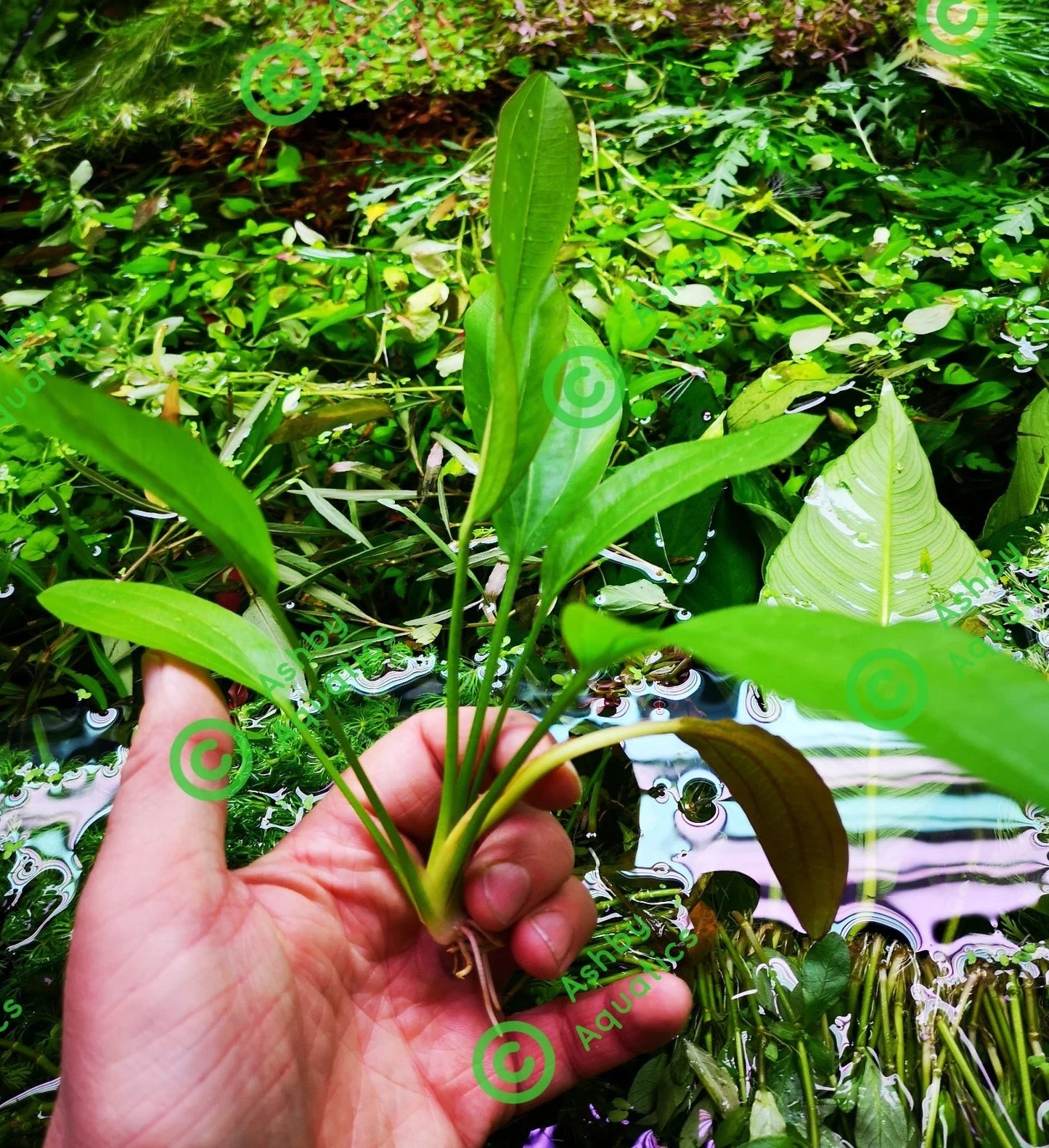 Echinodorus Rose Variegated Amazon Sword Live Aquarium Plant Fish Tank
