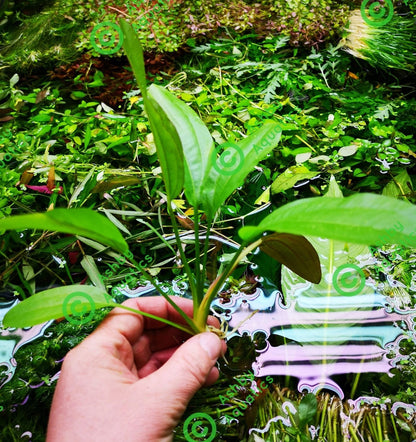Echinodorus Rose Variegated Amazon Sword Live Aquarium Plant Fish Tank