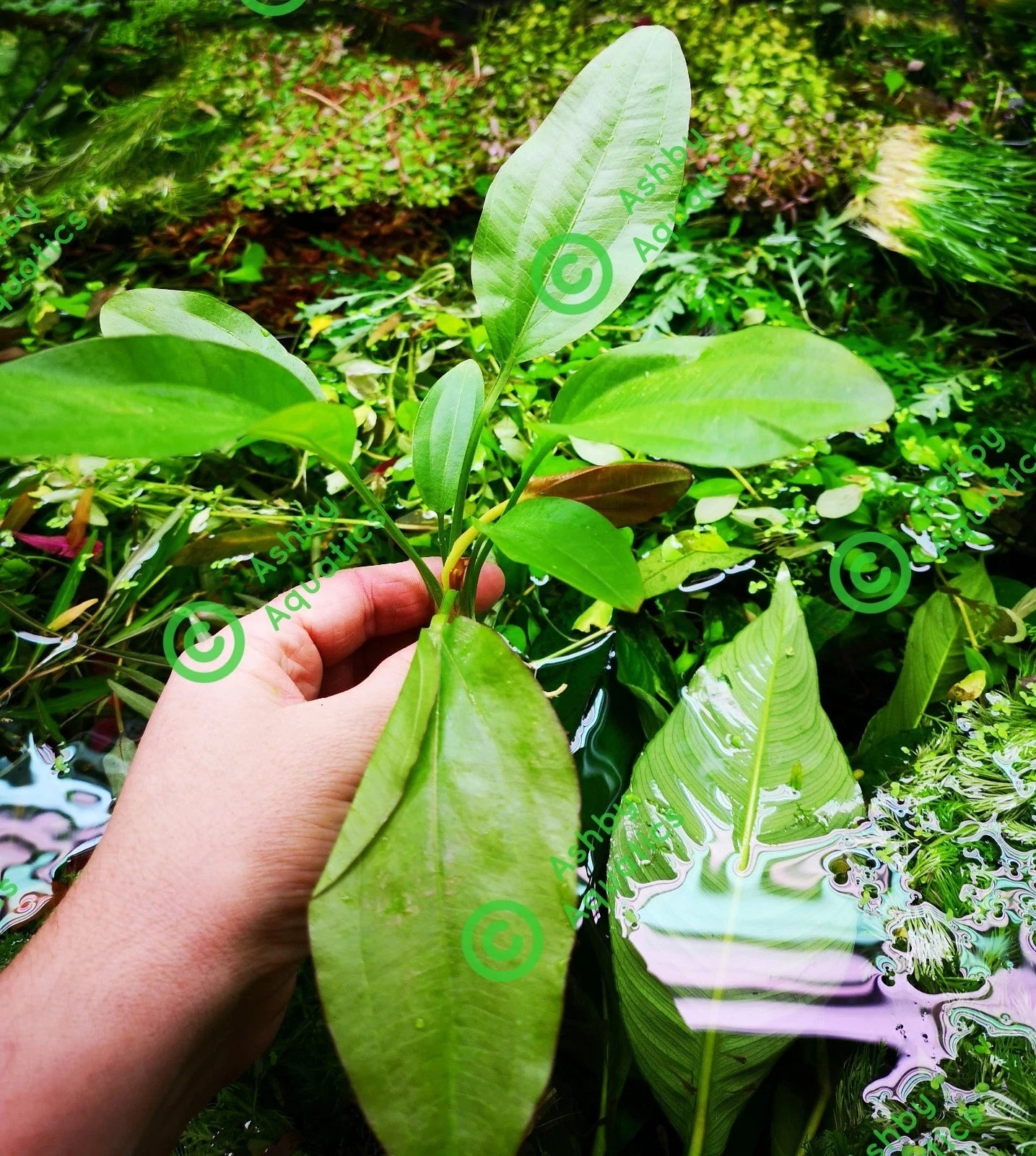 Echinodorus Rose Variegated Amazon Sword Live Aquarium Plant Fish Tank