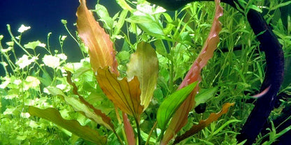 Echinodorus Rose Variegated Amazon Sword Live Aquarium Plant Fish Tank