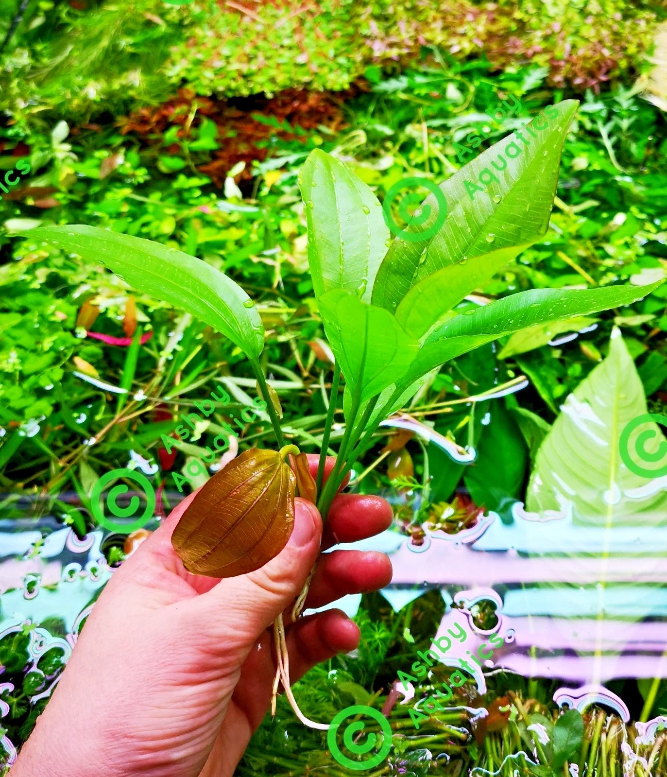 Echinodorus Rose Variegated Amazon Sword Live Aquarium Plant Fish Tank