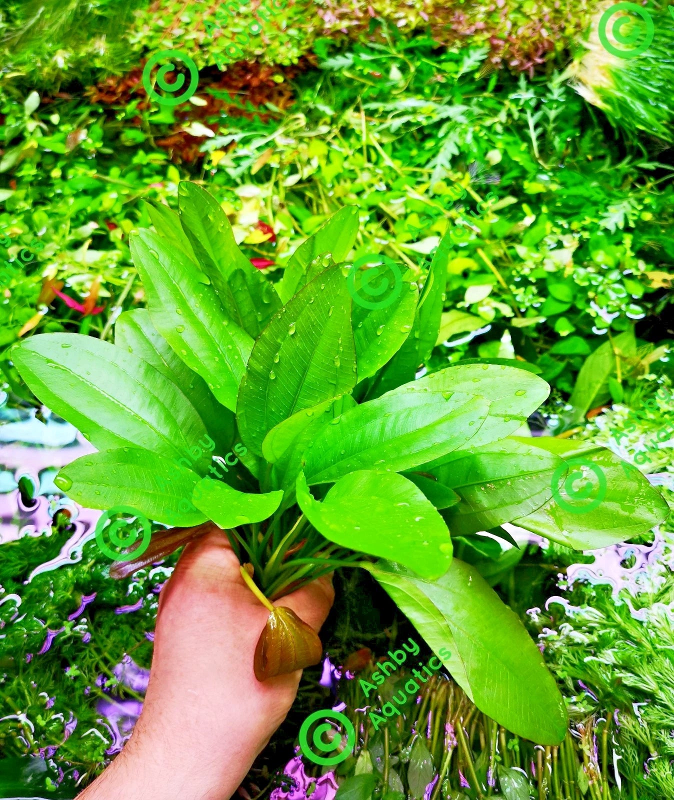 Echinodorus Rose Variegated Amazon Sword Live Aquarium Plant Fish Tank