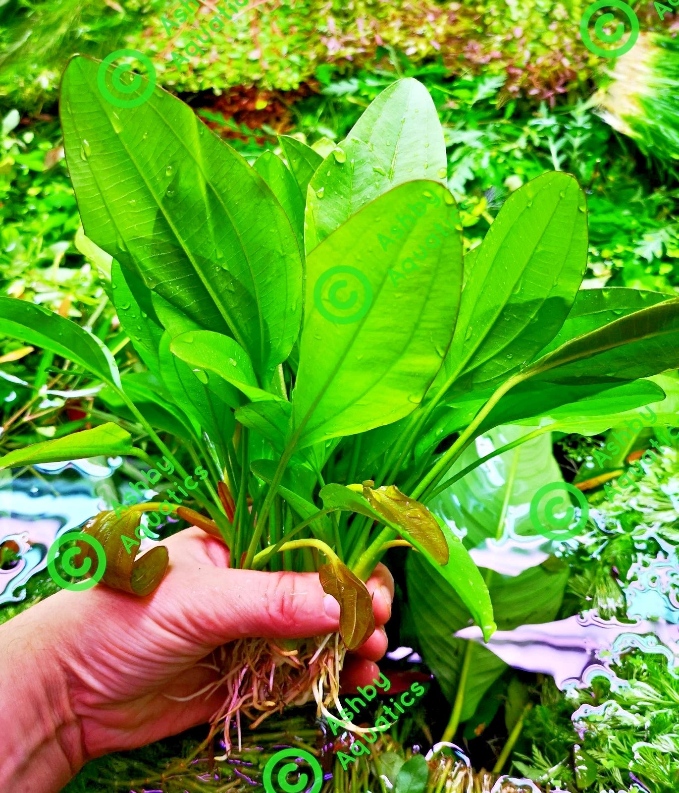Echinodorus Rose Variegated Amazon Sword Live Aquarium Plant Fish Tank