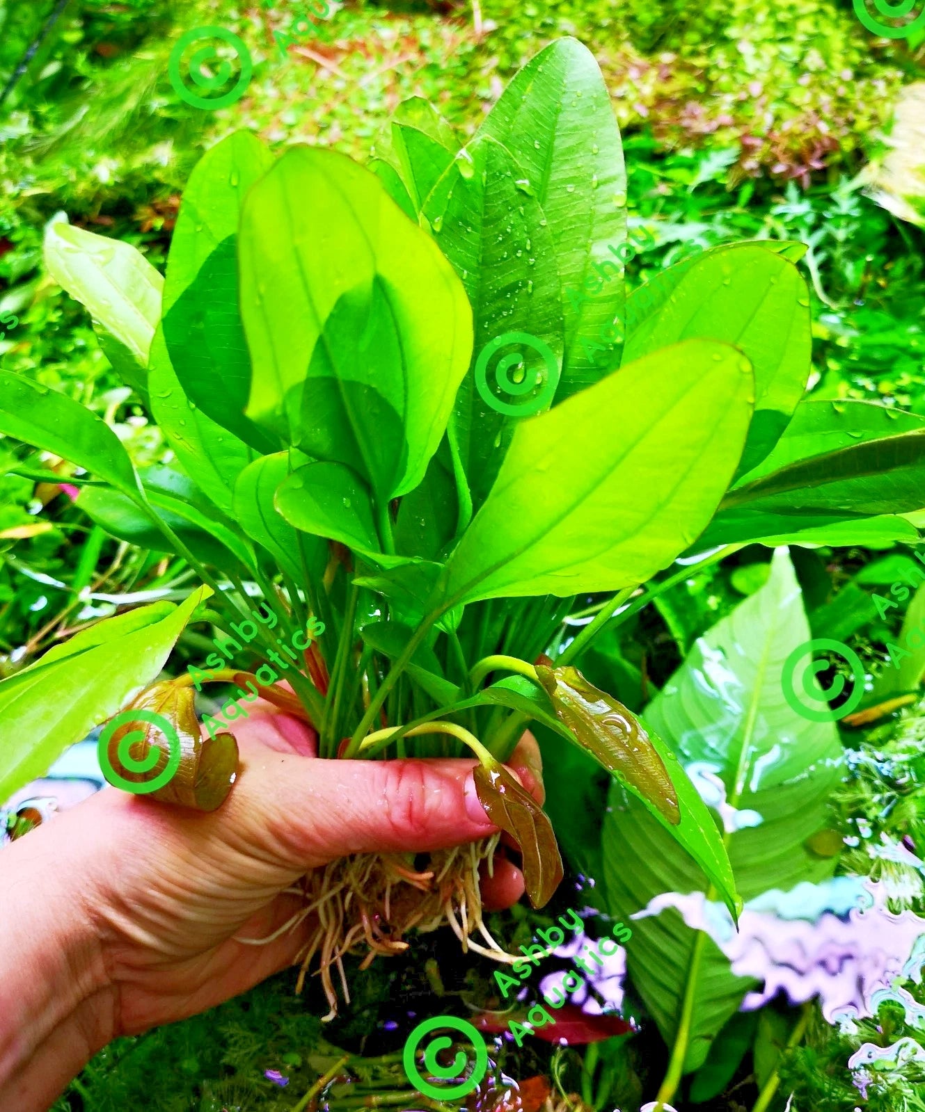 Echinodorus Rose Variegated Amazon Sword Live Aquarium Plant Fish Tank
