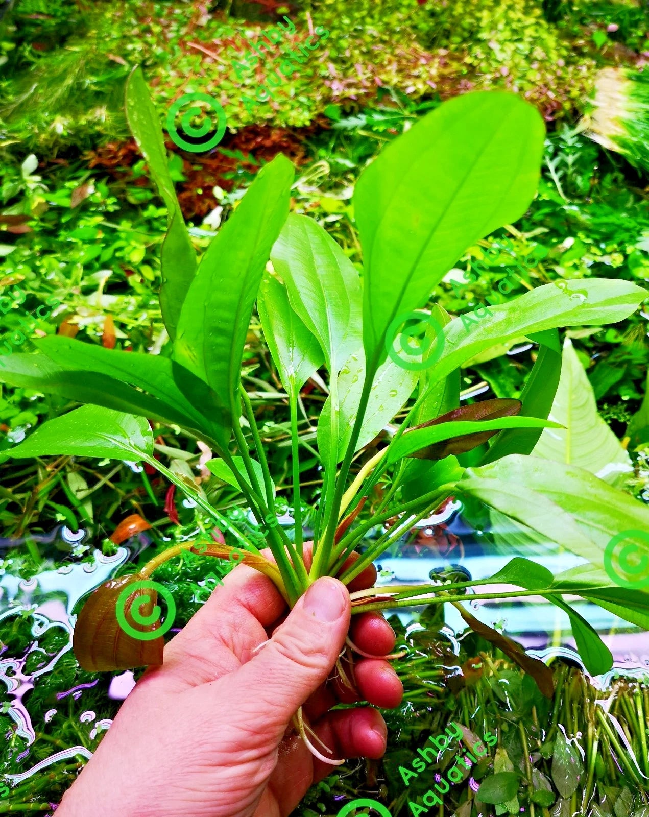 Echinodorus Rose Variegated Amazon Sword Live Aquarium Plant Fish Tank