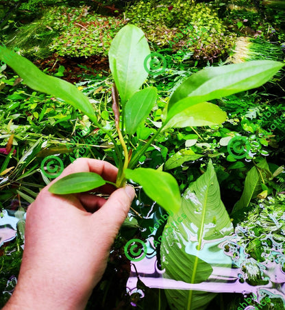 Echinodorus Rose Variegated Amazon Sword Live Aquarium Plant Fish Tank