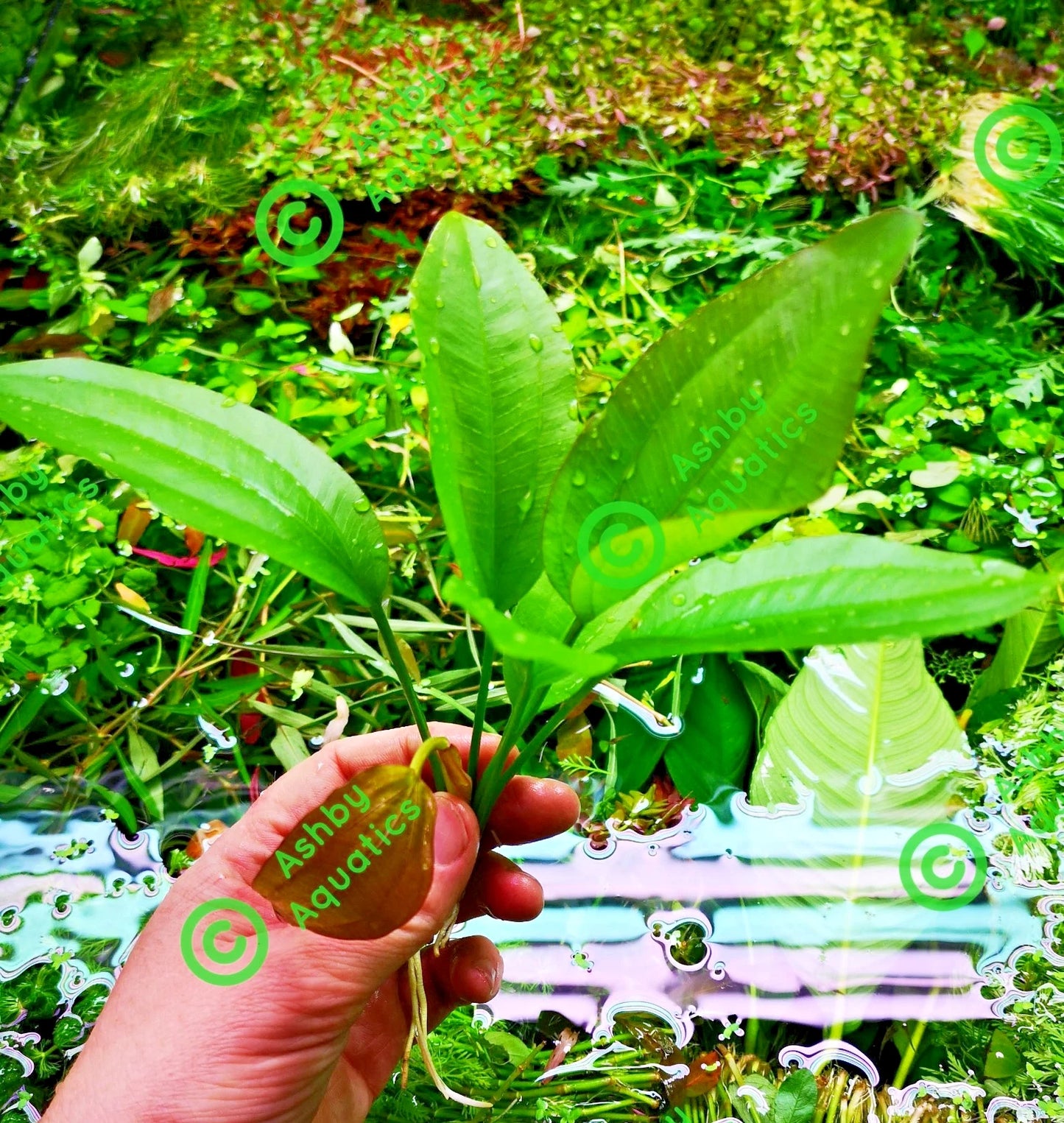 Echinodorus Rose Variegated Amazon Sword Live Aquarium Plant Fish Tank
