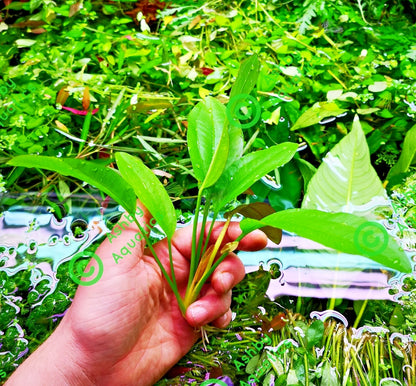 Echinodorus Rose Variegated Amazon Sword Live Aquarium Plant Fish Tank