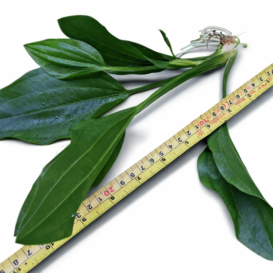 2 x Large Amazon Sword Echinodorus Argentinensis Live Aquarium Plants Tropical