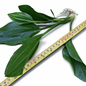 2 x Large Amazon Sword Echinodorus Argentinensis Live Aquarium Plants Tropical