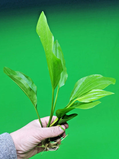 2 x Large Amazon Sword Echinodorus Argentinensis Live Aquarium Plants Tropical