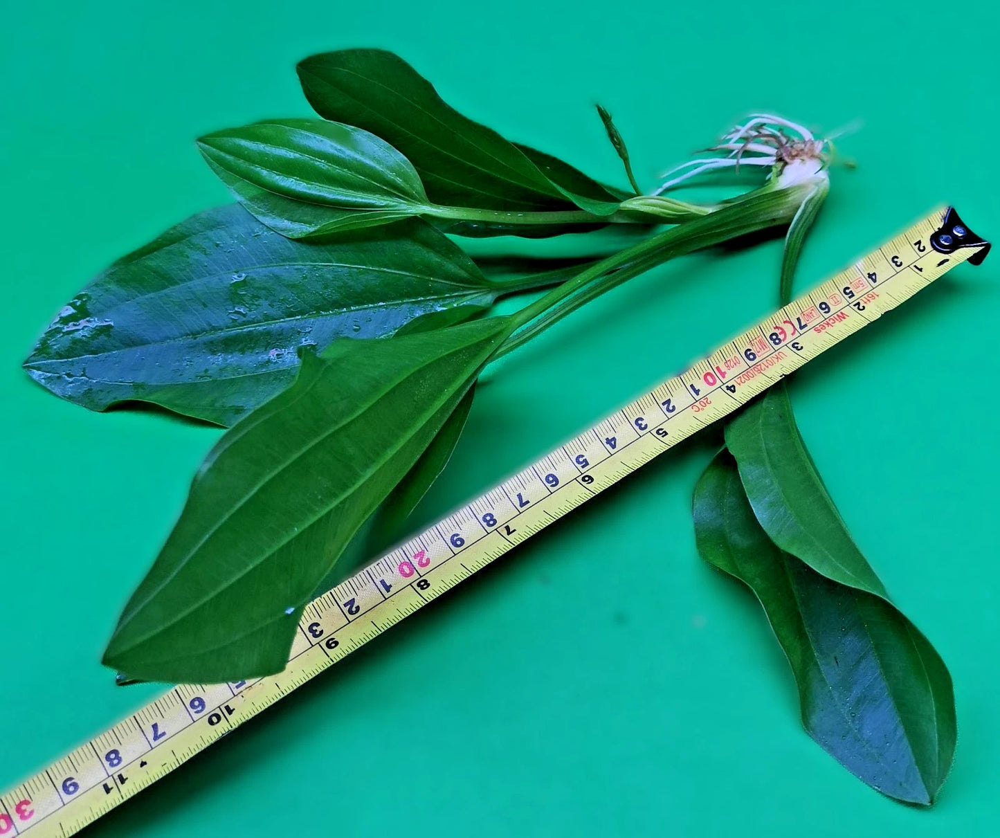 2 x Large Amazon Sword Echinodorus Argentinensis Live Aquarium Plants Tropical