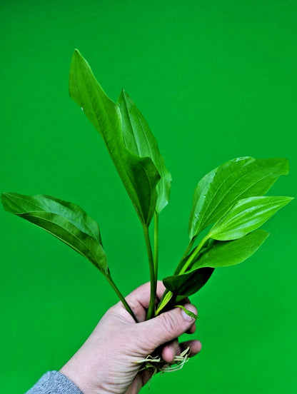 2 x Large Amazon Sword Echinodorus Argentinensis Live Aquarium Plants Tropical