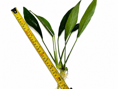 XL Anubias Congensis (22–35cm)