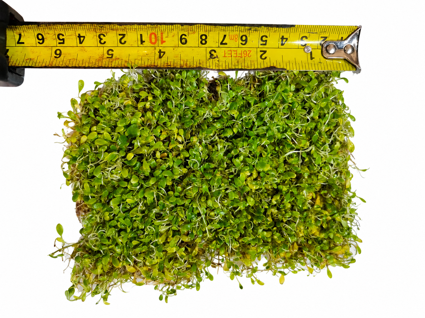 Glossostigma Elatinoides Mat – Live Aquarium Carpeting Plant