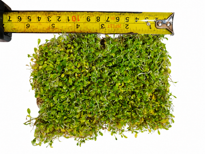 Glossostigma Elatinoides Mat – Live Aquarium Carpeting Plant