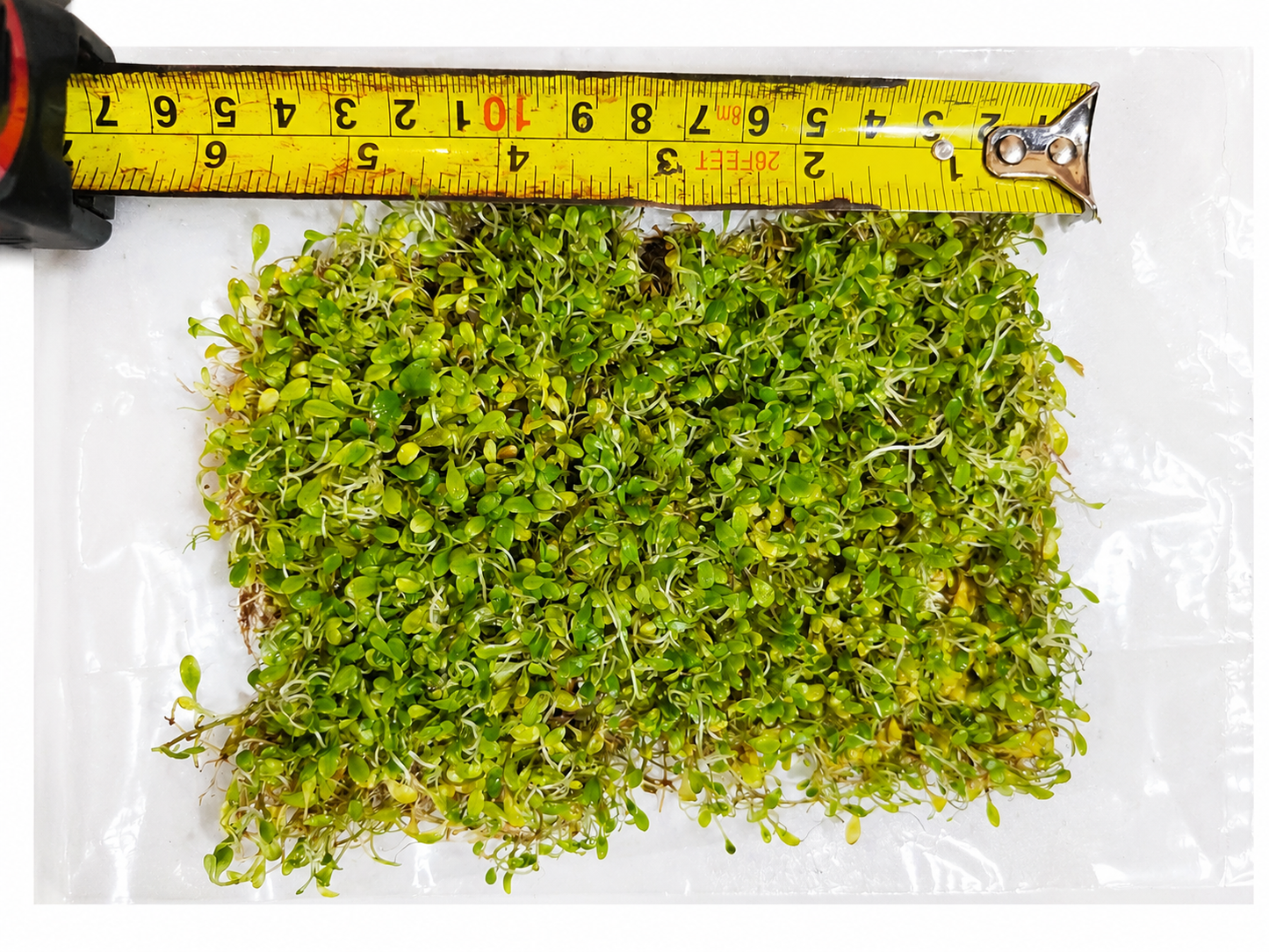 Glossostigma Elatinoides Mat – Live Aquarium Carpeting Plant