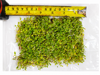 Glossostigma Elatinoides Mat – Live Aquarium Carpeting Plant