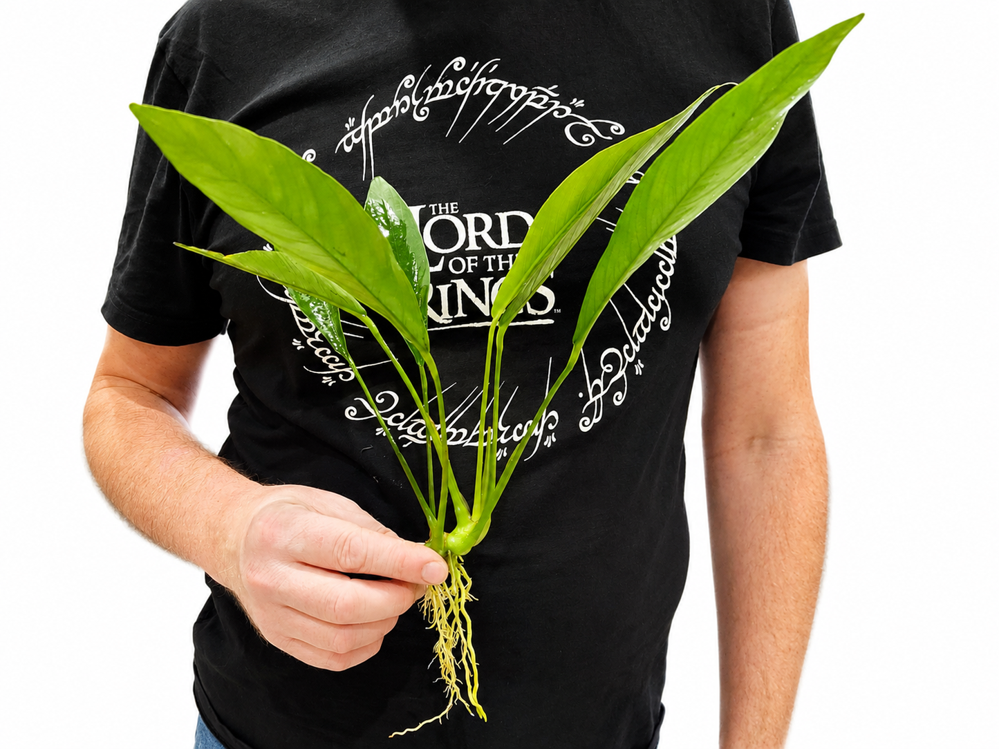 XL Anubias Congensis (22–35cm)