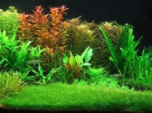 50 + eleocharis parvula, dwarf hairgrass, live aquarium aquatic plant