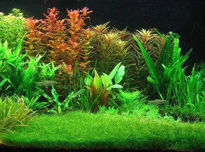50 + eleocharis parvula, dwarf hairgrass, live aquarium aquatic plant