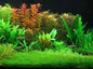 50 + eleocharis parvula, dwarf hairgrass, live aquarium aquatic plant