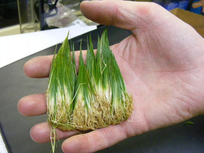 50 + eleocharis parvula, dwarf hairgrass, live aquarium aquatic plant