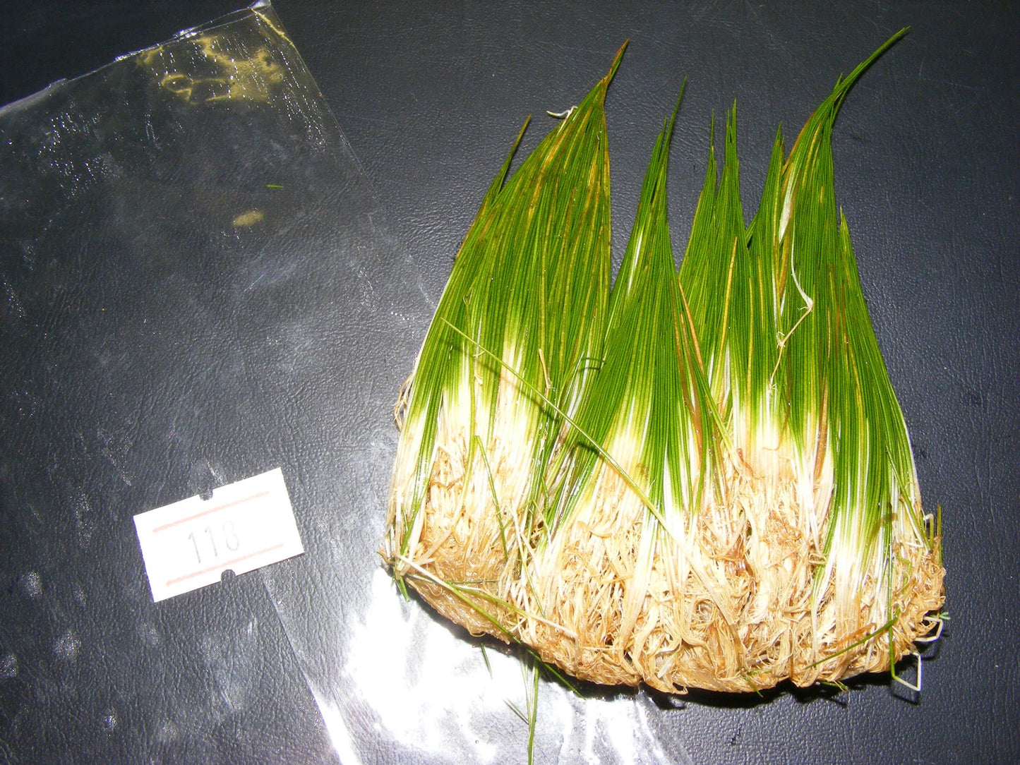 50 + eleocharis parvula, dwarf hairgrass, live aquarium aquatic plant