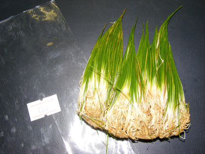 50 + eleocharis parvula, dwarf hairgrass, live aquarium aquatic plant